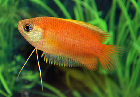 Trichogaster Chuna S/M
