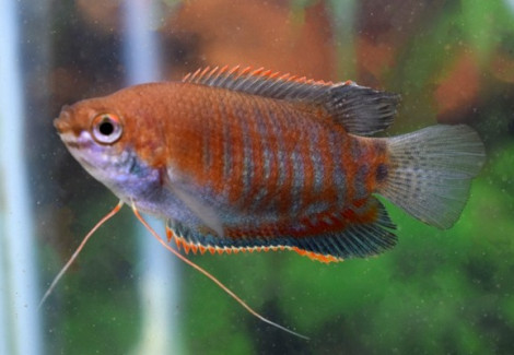 Colisa Labiosa L