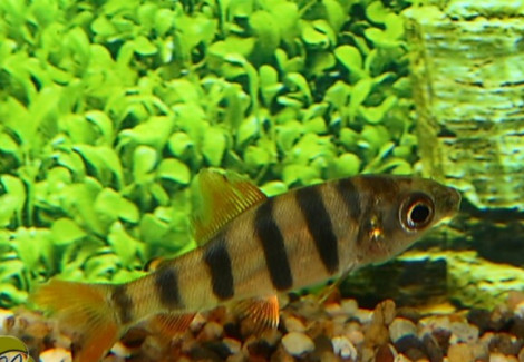 Distichodus Sexfasciatus S