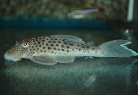 L141 Ancistomus Snethlageae M/L
