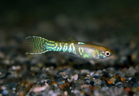 Guppy  Wingei Spotted (Maschi E Femmine) M