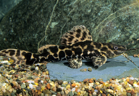 Leiarius Marmoratus S/M