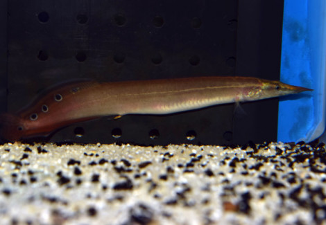 Macrognathus Aculeatus S