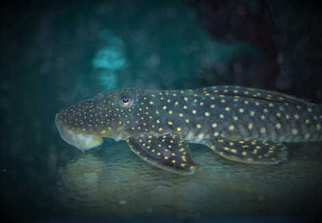 L476 Hemiancistrus Sp. M