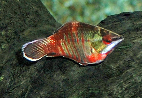 Sphaerichthys Vaillanti L