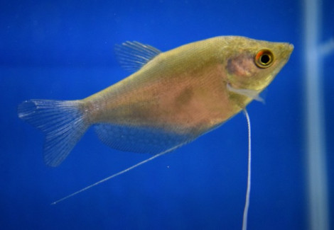 Trichopodus Microlepis Xl
