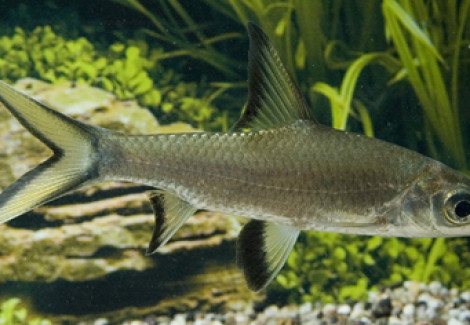 Balantiocheilus Melanopterus M/L