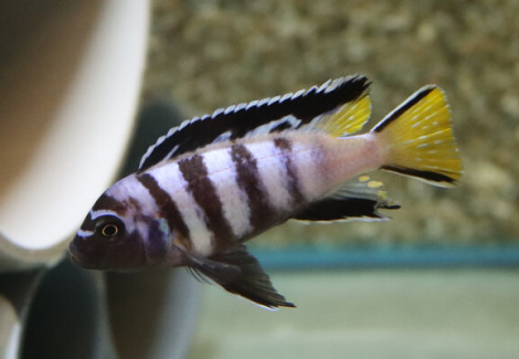 Pseudotropheus Elongatus M