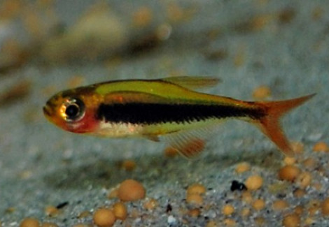 Tucanoichthys Tucano M
