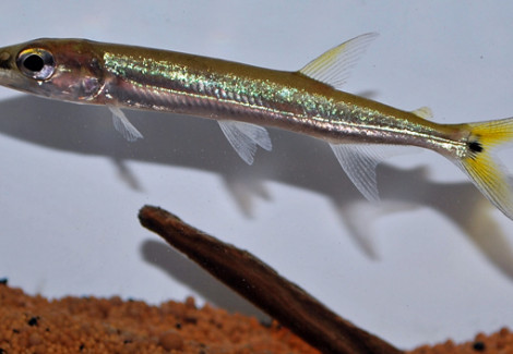 Acestrorhynchus Isalineae M