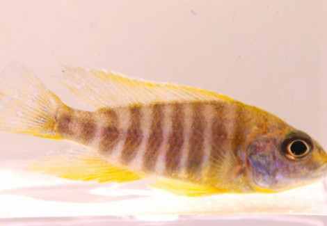 Aulonocara Nyassae Peacock Yellow 4-5 Cm