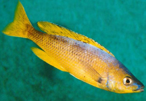 Cyprichromis Leptosoma Gold 6,5-8