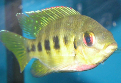 Tilapia Mariae 6-7,5