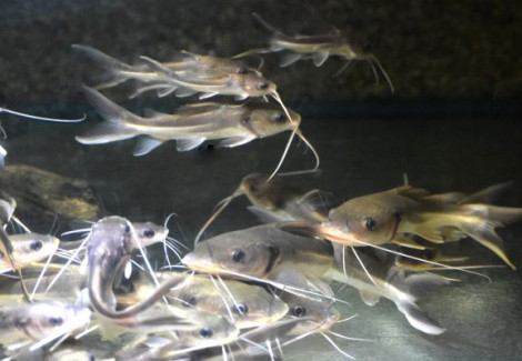 Clarias Angolensis Albino M