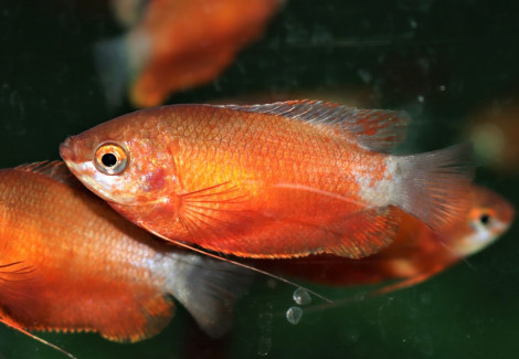Trichogaster Chuna Red  L