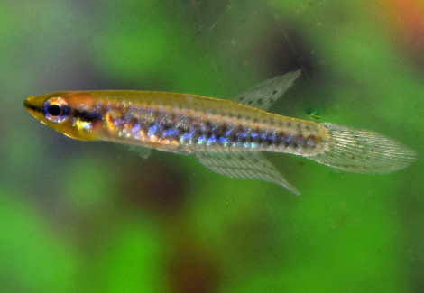 Epiplatys Duboisi M