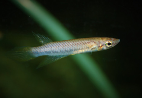 Epiplatys Sp. Kindia L