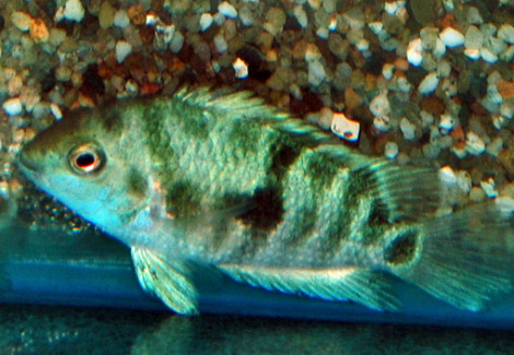 Amatitlania Sp. Honduras Red Point S/M