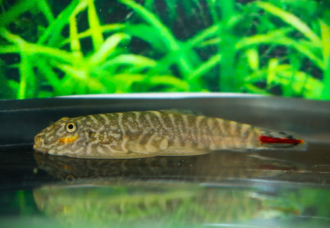 Gastromyzon Sahiratus M