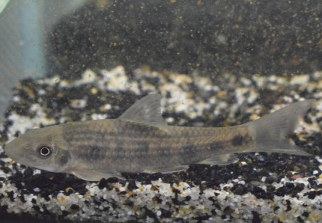 Garra Panitvongi L