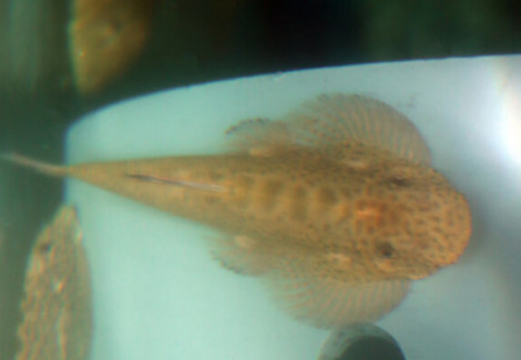 Pseudogastromyzon Laticeps M