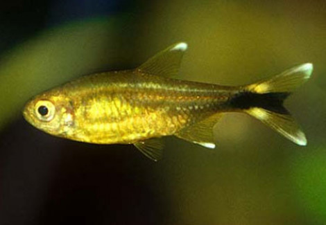 Hasemania Nana Golden Ghost M