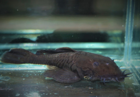 L034 Ancistrus Ranunculus  M