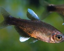 Hyphessobrycon Negodagua M