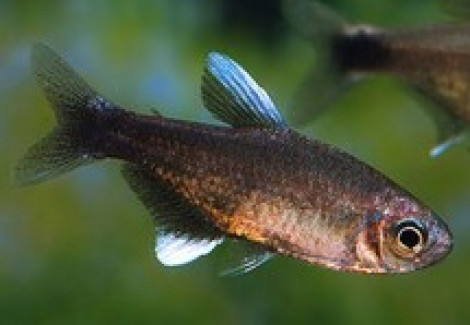Hyphessobrycon Negodagua M