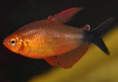 Hyphessobrycon Peugeoti M