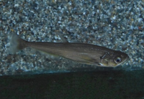 Hydrolycus Scomberoides S