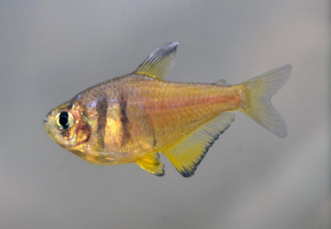 Hyphessobrycon Flammeus Yellow M