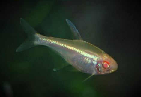 Hyphessobrycon Herbertaxelrodi Albino M