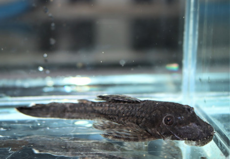 Ancistrus Sp. Saramiriza Xl