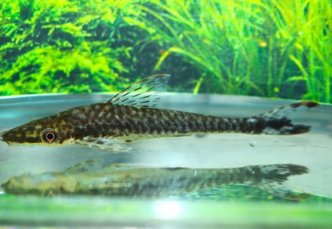 Hypoptopoma Psilogaster M