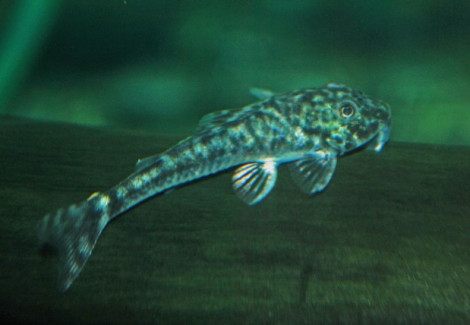 Lda025 Parotocinclus Jumbo M
