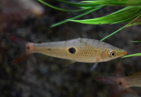 Pseudanos Trimaculatus L