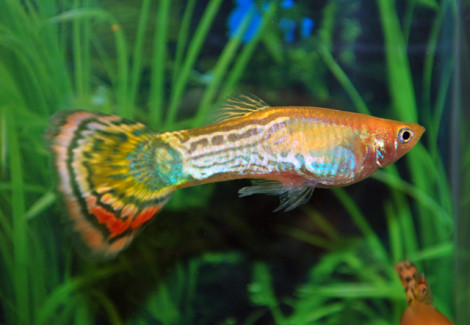 Guppy Snakeskin Pineapple Maschio M