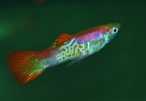 Guppy Sunset Snakeskin Maschio M