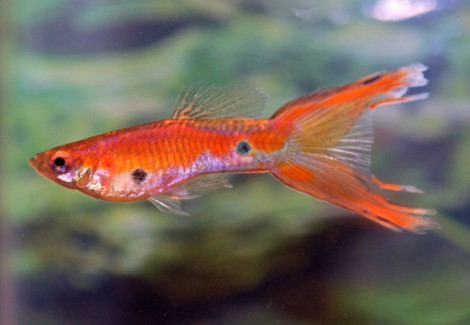 Guppy Doublesword Red M