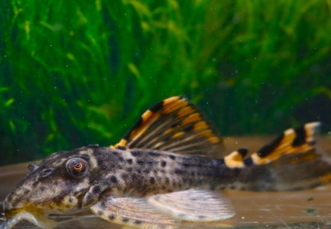 L091 Leporacanthicus Triactis Dragon Fin M