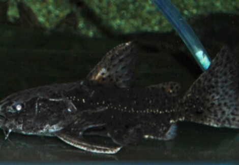 Liosomadoras Morrowi L