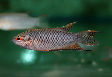 Macropodus Spechti M