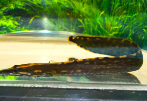 Mastacembelus Unicolor M