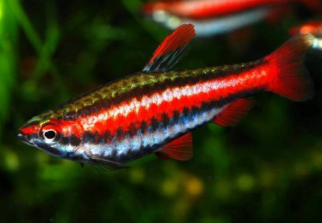 Nannostomus Mortenthaleri L