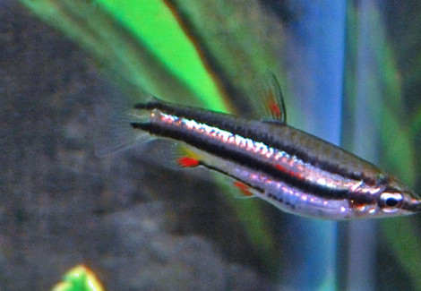 Nannostomus Marginatus M