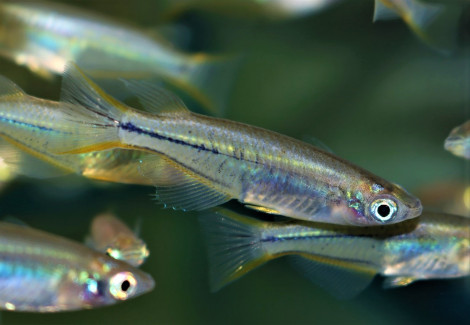 Oryzias Celebensis M