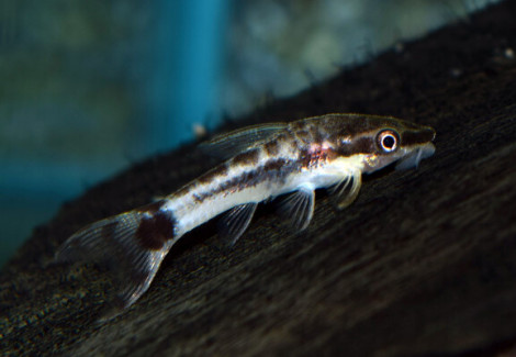 Otocinclus Mimulus L