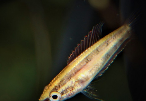 Parosphromenus Anjunganensis L