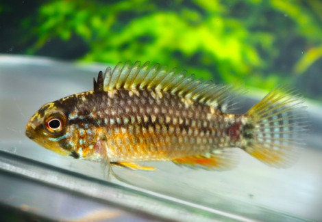 Apistogramma Sp. Vielfleck M